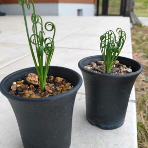 くるくる葉が巻くオモシロ植物　フリズルシズル（アルブカ　スピラリス）