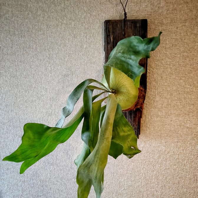 ビカクシダ　観葉植物