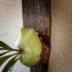 ビカクシダ　観葉植物