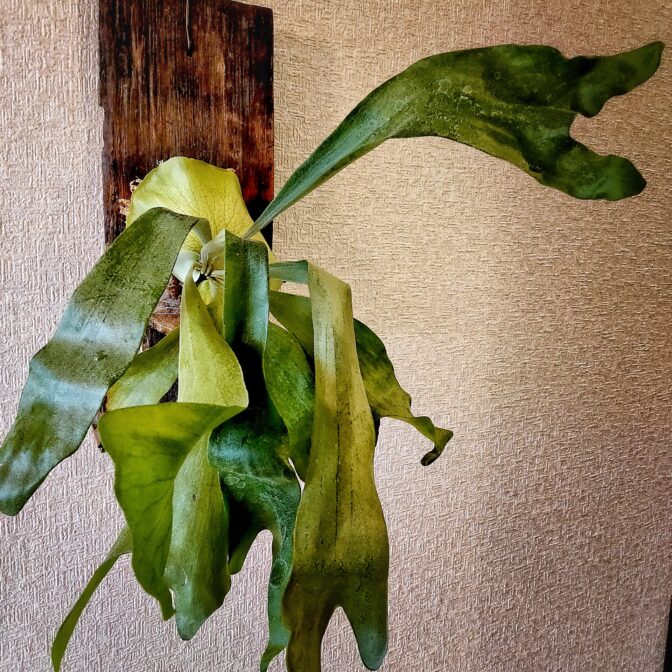 ビカクシダ　観葉植物