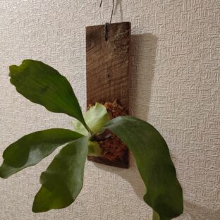 室内インテリアに壁掛け植物　ビカクシダ　コウモリラン　くるみ板　端材板付け
