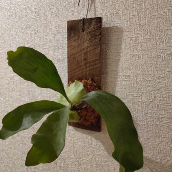 室内インテリアに壁掛け植物　ビカクシダ　コウモリラン　くるみ板　端材板付け