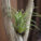 観葉植物でお部屋に“癒し”をプラス