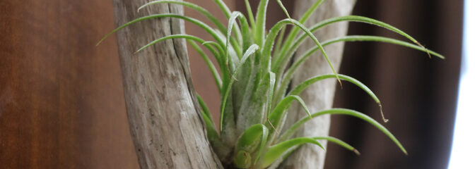 観葉植物でお部屋に“癒し”をプラス