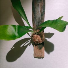 ホームページを公開しました。