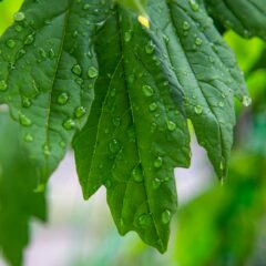 水道水と雨水　植物がよく育つのはこの水だ！