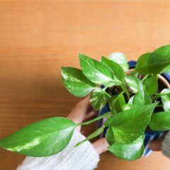 新しいサービスを開始致しました。