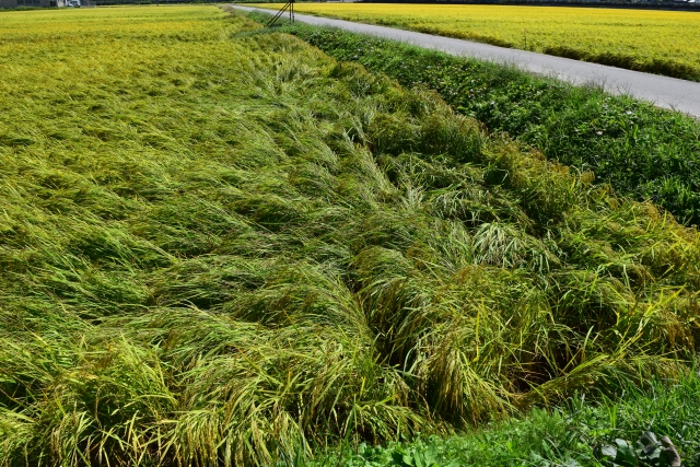 水害の稲