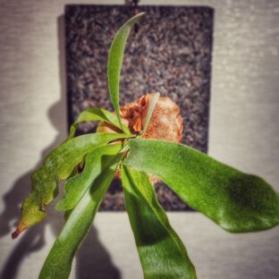 室内インテリアに壁掛け植物　ビカクシダ　コウモリラン　フェゴ着生ボード板