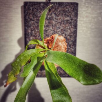 室内インテリアに壁掛け植物　ビカクシダ　コウモリラン　フェゴ着生ボード板