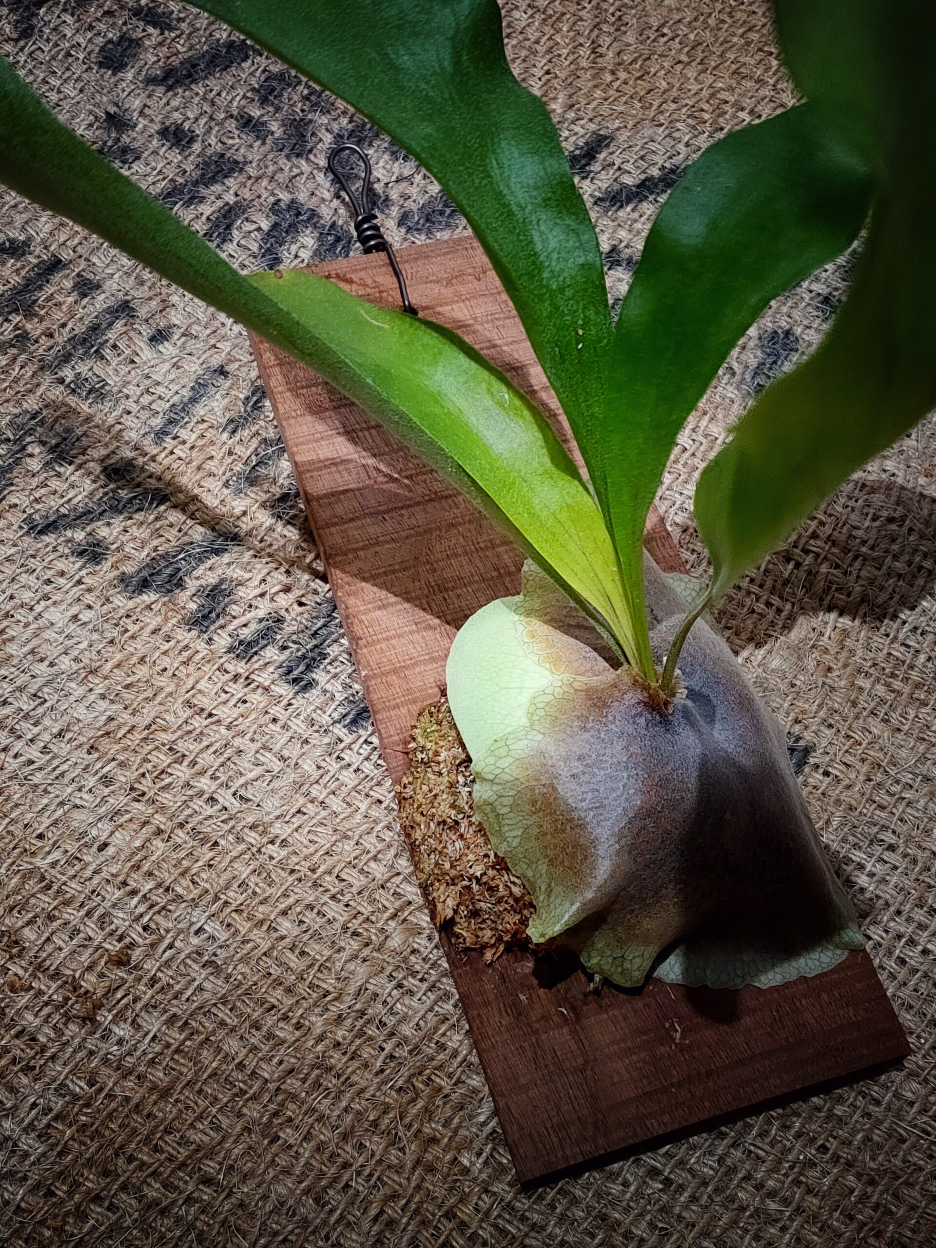 ビカクシダの板付け