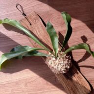 室内インテリアに壁掛け植物　ビカクシダ　コウモリラン　１点モノ古材チーク板＃10