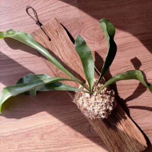 室内インテリアに壁掛け植物　ビカクシダ　コウモリラン　１点モノ古材チーク板＃10