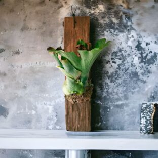 ヴィンテージ風インテリア植物　ビカクシダ１点モノ古材チーク板付　ワンダエ　コウモリラン　#15