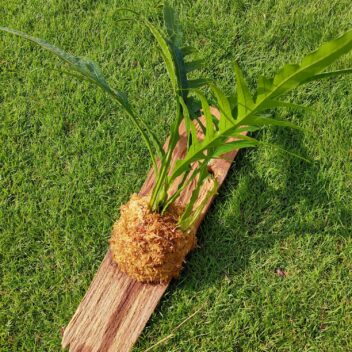 エキゾチックな葉が印象的！カザリシダ古材チーク板付け